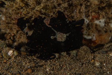 Filipinler denizindeki mercan resifi ve su bitkileri