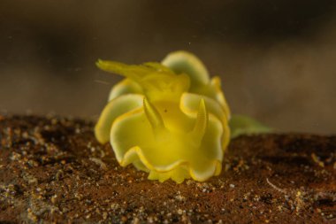 Filipinler, Anilao 'da Denizde Çıplaklar Denizi sümüklüböceği