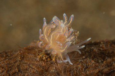 Filipinler, Anilao 'da Denizde Çıplaklar Denizi sümüklüböceği