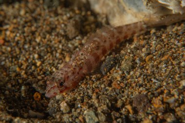 Filipinler Denizi 'nde balıklar yüzer.