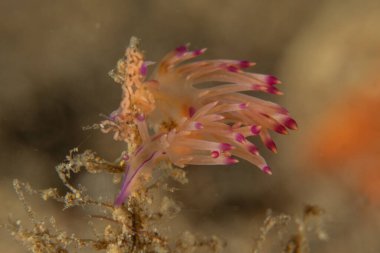 Filipinler, Anilao 'da Denizde Çıplaklar Denizi sümüklüböceği