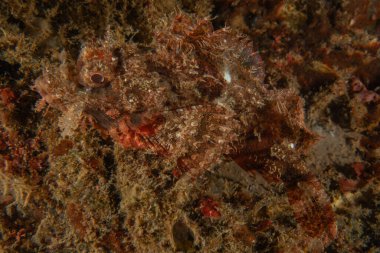 Filipinler Denizi 'nde balıklar yüzer.