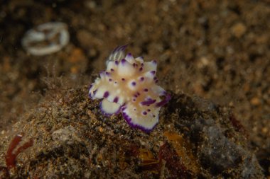 Filipinler, Anilao 'da Denizde Çıplaklar Denizi sümüklüböceği