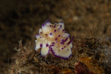 Filipinler, Anilao 'da Denizde Çıplaklar Denizi sümüklüböceği