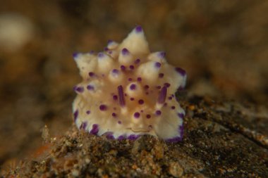 Filipinler, Anilao 'da Denizde Çıplaklar Denizi sümüklüböceği