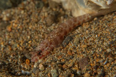 Filipinler Denizi 'nde balıklar yüzer.