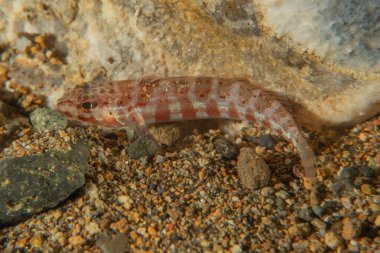 Filipinler Denizi 'nde balıklar yüzer.