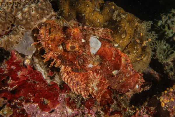 Filipinler Denizi 'nde balıklar yüzer.