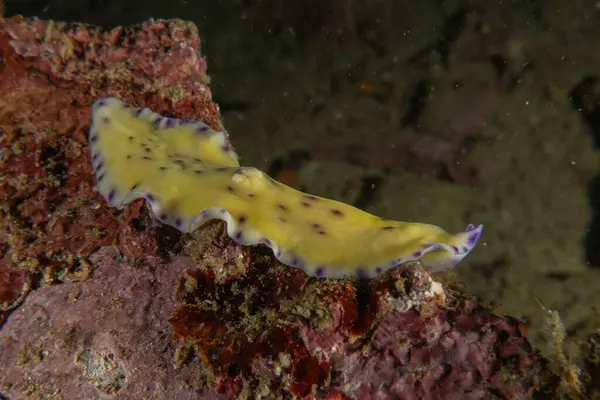 Filipinler, Anilao 'da Denizde Çıplaklar Denizi sümüklüböceği