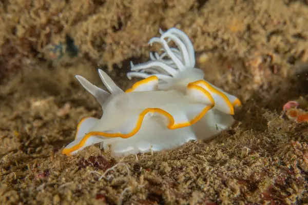 Filipinler, Anilao 'da Denizde Çıplaklar Denizi sümüklüböceği