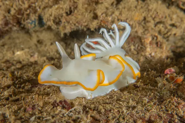 Filipinler, Anilao 'da Denizde Çıplaklar Denizi sümüklüböceği