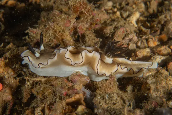 Filipinler, Anilao 'da Denizde Çıplaklar Denizi sümüklüböceği