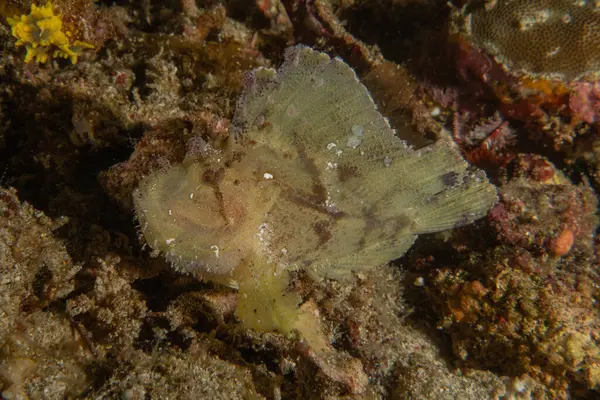 Filipinler Denizi 'ndeki mercan resifi ve su bitkileri