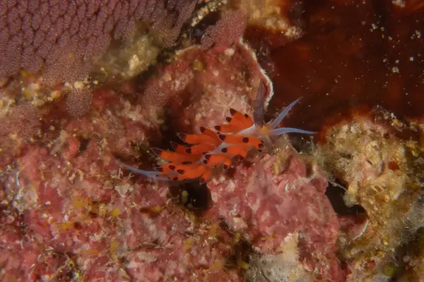 Filipinler, Anilao 'da Denizde Çıplaklar Denizi sümüklüböceği