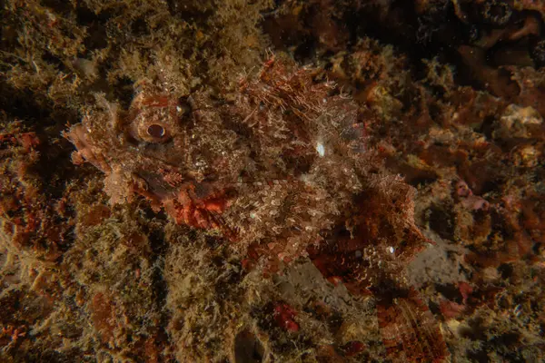 Filipinler Denizi 'nde balıklar yüzer.