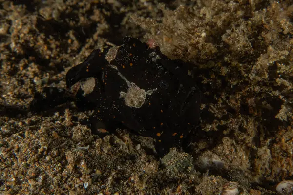 Filipinler denizindeki mercan resifi ve su bitkileri