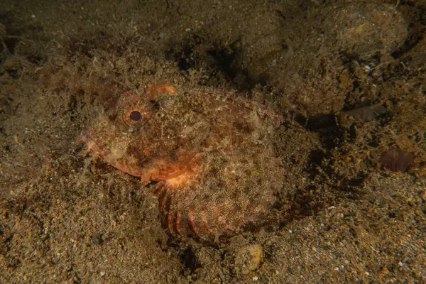 Filipinler Denizi 'nde balıklar yüzer.