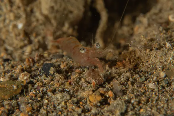 Filipinler Denizi 'nde karides