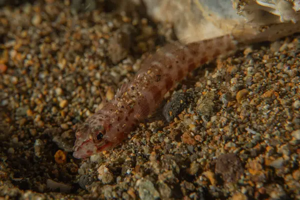 Filipinler Denizi 'nde balıklar yüzer.