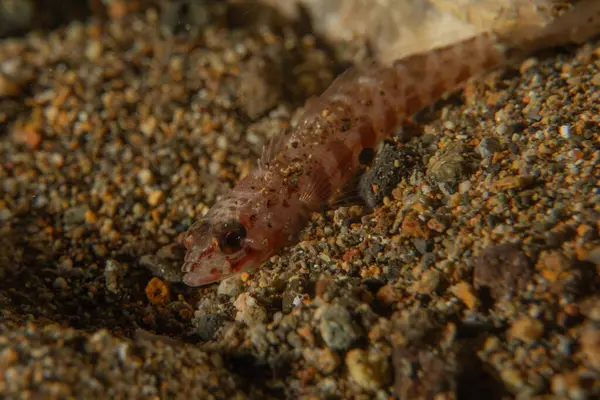 Filipinler Denizi 'nde balıklar yüzer.