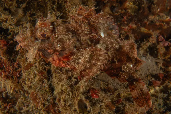 Filipinler Denizi 'nde balıklar yüzer.