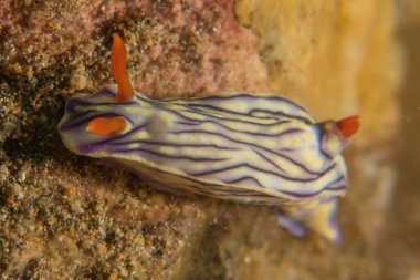 Filipinler, Anilao 'da Denizde Çıplaklar Denizi sümüklüböceği