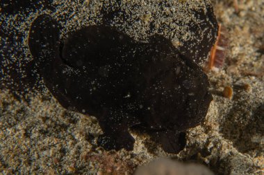 Filipinler Denizi 'nde balıklar yüzer.