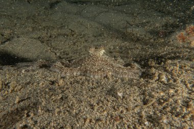 Ahtapot, Filipinler 'deki Tubbataha Resifleri Ulusal Parkı' nda kamuflajın kralıdır.