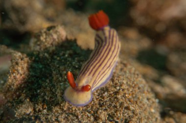 Filipinler, Anilao 'da Denizde Çıplaklar Denizi sümüklüböceği