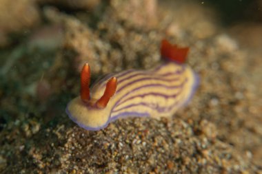 Filipinler, Anilao 'da Denizde Çıplaklar Denizi sümüklüböceği