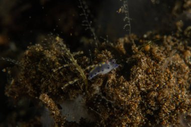 Filipinler, Anilao 'da Denizde Çıplaklar Denizi sümüklüböceği