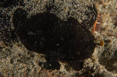 Filipinler Denizi 'nde balıklar yüzer.