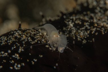 Filipinler denizindeki mercan resifi ve su bitkileri