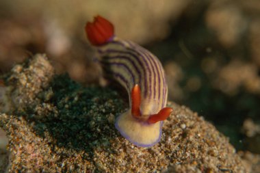 Filipinler, Anilao 'da Denizde Çıplaklar Denizi sümüklüböceği