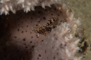 Filipinler denizindeki mercan resifi ve su bitkileri