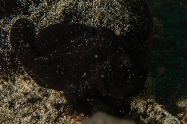 Filipinler Denizi 'nde balıklar yüzer.