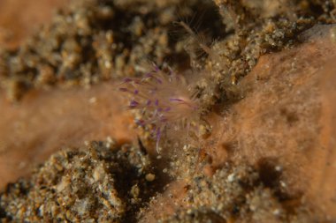 Filipinler, Anilao 'da Denizde Çıplaklar Denizi sümüklüböceği