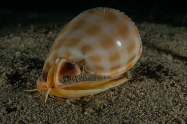 Kızıl Deniz 'de deniz salyangozları, renkli ve güzel, Eilat, İsrail