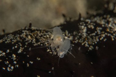 Filipinler denizindeki mercan resifi ve su bitkileri