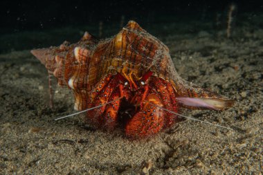 Filipinler Denizi 'nde Keşiş Yengeci