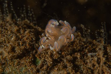 Filipinler, Anilao 'da Denizde Çıplaklar Denizi sümüklüböceği