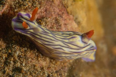 Filipinler, Anilao 'da Denizde Çıplaklar Denizi sümüklüböceği