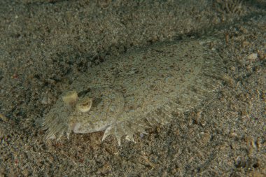 Filipinler Denizi 'nde balıklar yüzer.