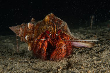 Filipinler Denizi 'nde Keşiş Yengeci