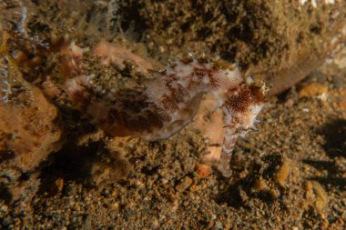 Filipinler Denizi 'ndeki Deniz Atı