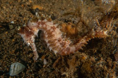 Filipinler Denizi 'ndeki Deniz Atı