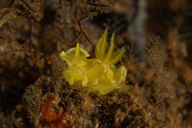 Filipinler, Anilao 'da Denizde Çıplaklar Denizi sümüklüböceği