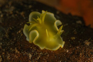 Filipinler, Anilao 'da Denizde Çıplaklar Denizi sümüklüböceği