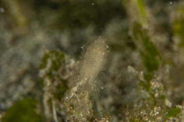 Filipinler Denizi 'nde balıklar yüzer.