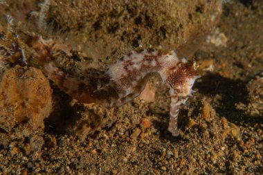 Filipinler Denizi 'ndeki Deniz Atı